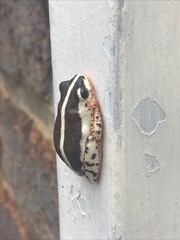 Hyperolius marginatus