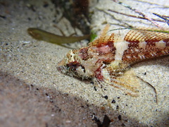 Oligocottus rubellio