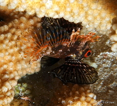 Dendrochirus barberi