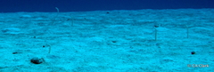 Gorgasia hawaiiensis