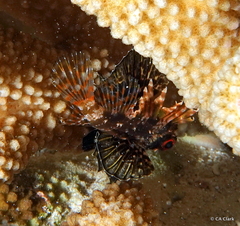 Dendrochirus barberi