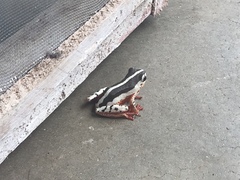 Hyperolius marginatus