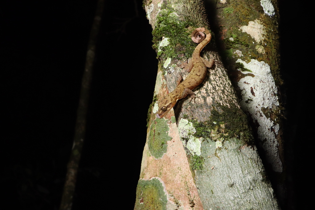 Tree Spirit Bent-Toed Gecko