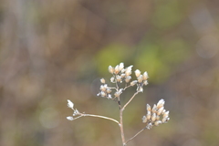 Pseudognaphalium macounii