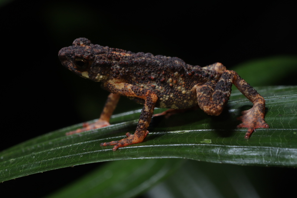 Karen Stream Toad