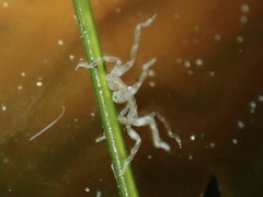 Ammothea hilgendorfi