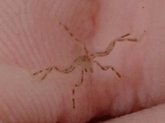 Ammothea hilgendorfi