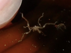 Ammothea hilgendorfi