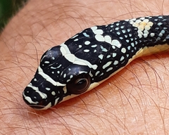 Chrysopelea paradisi