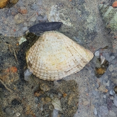 Anomalodiscus squamosus