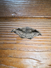 Oxydia scriptipennaria