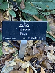 Salvia viscosa