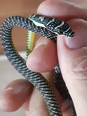 Chrysopelea paradisi