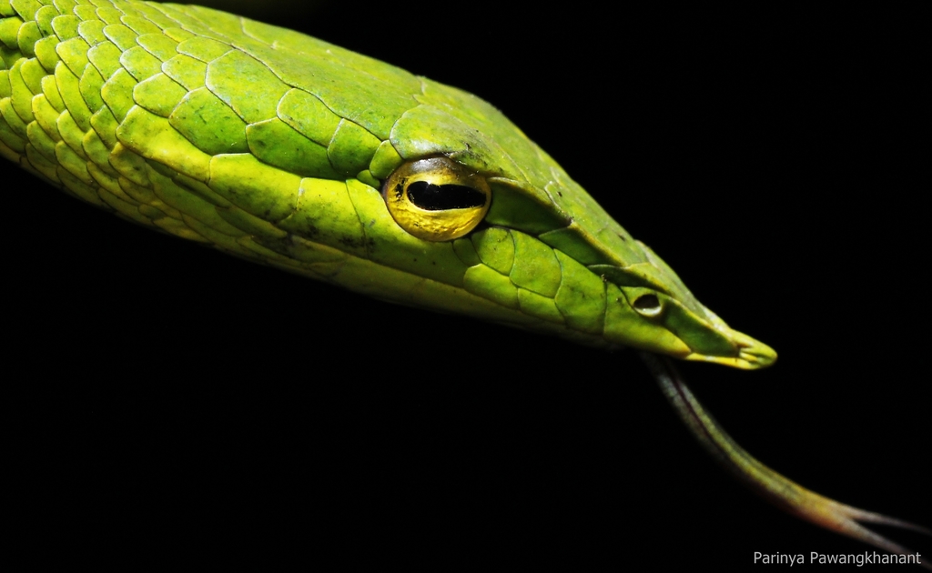 Indochinese Long-nosed Whipsnake