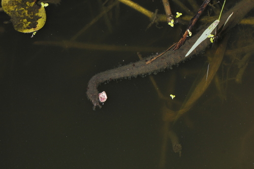 Erpeton tentaculatum