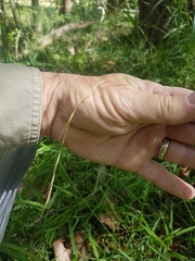 Microlaena stipoides stipoides