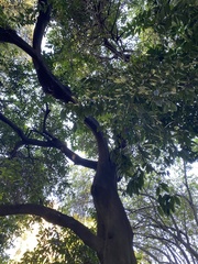 Cocculus laurifolius