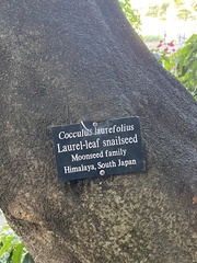 Cocculus laurifolius
