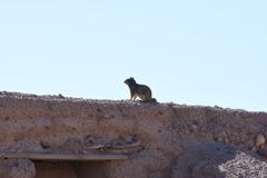 Otospermophilus variegatus