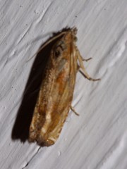 Eucosma cana