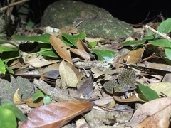 Anoectochilus roxburghii