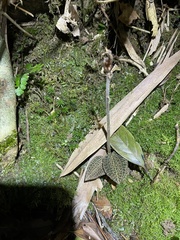 Anoectochilus roxburghii