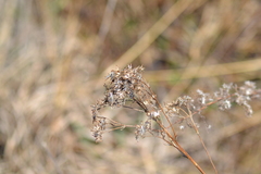 Solidago ohioensis