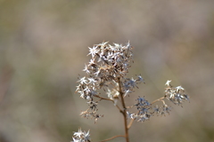 Solidago ohioensis