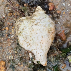 Laevistrombus turturella