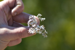 Solidago ohioensis