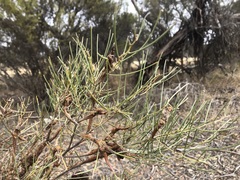 Acacia rigens