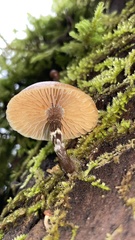 Galerina marginata