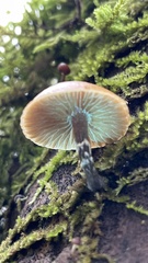 Galerina marginata