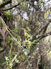 Epidendrum angustissimum
