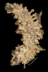 Flabelliderma ockeri