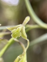 Epidendrum angustissimum