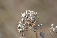 Solidago ohioensis