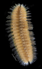 Euphrosine aurantiaca