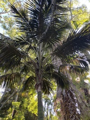 Howea forsteriana