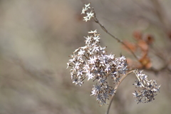 Solidago ohioensis
