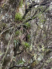 Epidendrum angustissimum