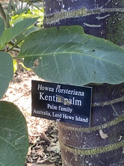 Howea forsteriana