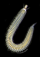 Eumida longicornuta image