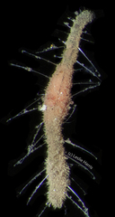 Macrochaeta