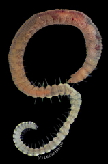 Hyboscolex pacificus