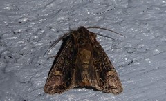 Ichneutica insignis