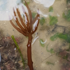 Solieriaceae
