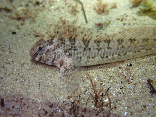 Notchbrow Blenny