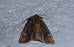 Ichneutica insignis