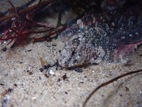 Notchbrow Blenny